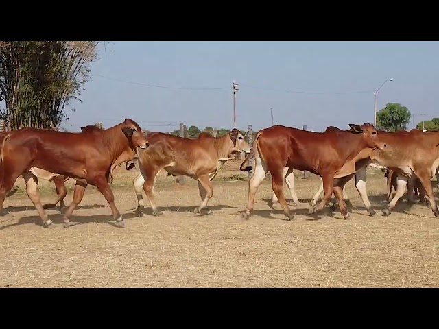 45º Mega Leilão Anual Carpa | BEZERROS LOTE 30C