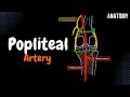 Popliteal Artery and the Patellar Network