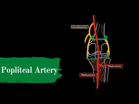 Popliteal Artery and the Patellar Network