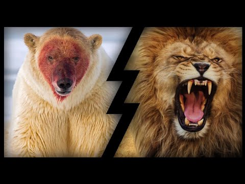 Vidéo: Qui est le plus fort - un ours ou un lion ? La puissance d'un ours contre l'agilité d'un lion