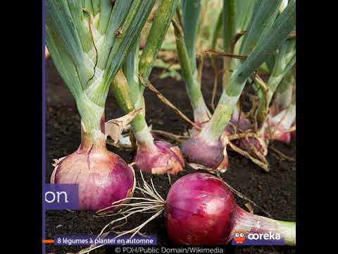 Vidéo: Légumes d'automne pour les contenants - En savoir plus sur les légumes d'automne en pot
