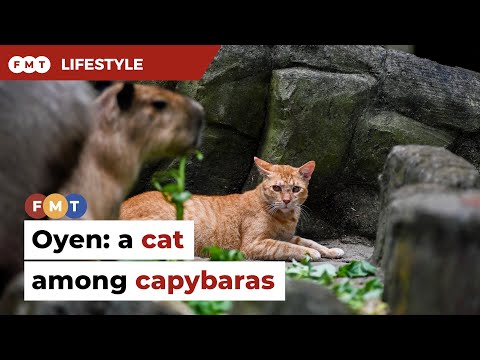 Meet Oyen, Zoo Negara’s capybara cat