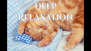 🐱 Cozy Cat Moments 💤 Deep Relaxation Music for Stress Relief & Calm | 1 Hour
