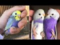 Smart and funny parrots parrot talkings compilation 2024  cute birds 20