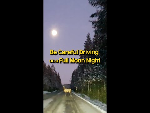 Be careful Driving on a Full Moon Night | Yellowstone Elk in Winter