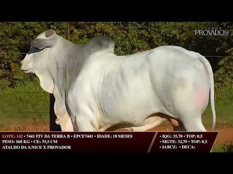 LOTE 142   EPCF 7441