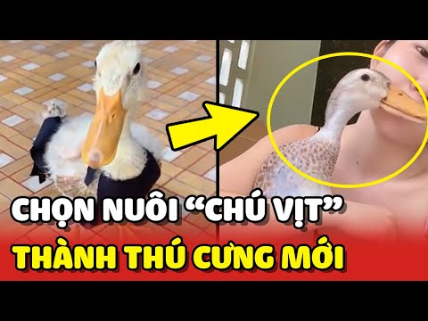 Video: 23 Piggies hoàn hảo màu hồng để perk lên ngày của bạn