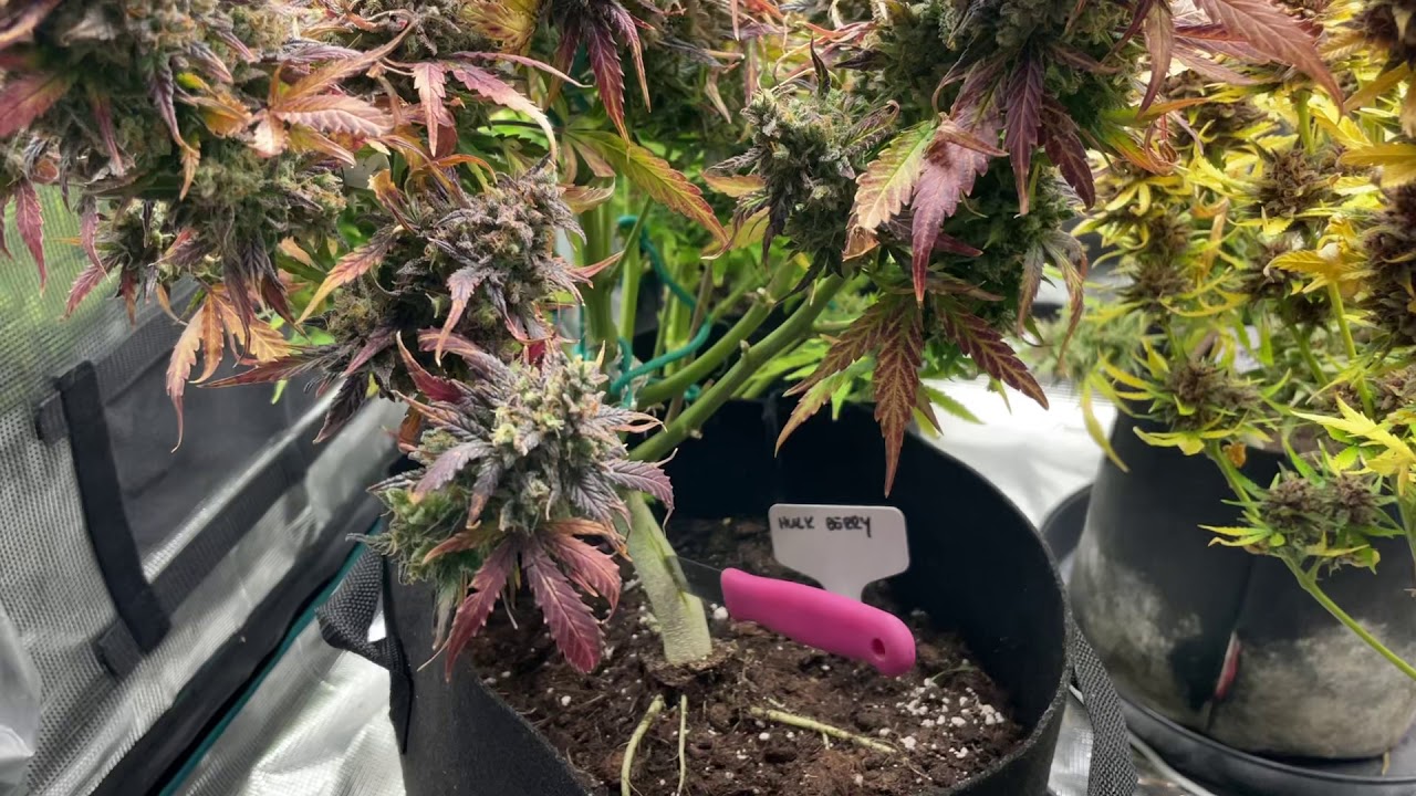 HST - rozdwajamy łodygę (cannagram.pl)