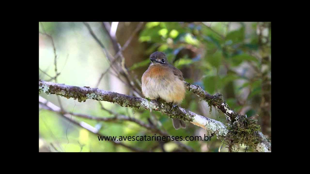 Macuru, Nonnula rubecula, Rusty-breasted Nunlet - MVI_6102