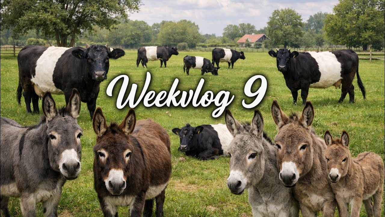 Weekvlog 9! Over koeien en ezels! Voor Sven en Renate. @De Big Sven Vlogger