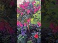 ۳ ژوئن ۲۰۲۳ گلها رنگا رنگ با صدای استادا اکبر گلپایگانی