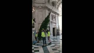 St Paul&#39;s Cathedral Christmas trees