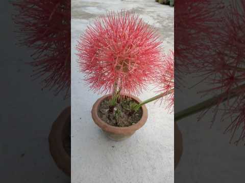 ফুটবল লিলি #ছাদবাগান #ytshorts #garden