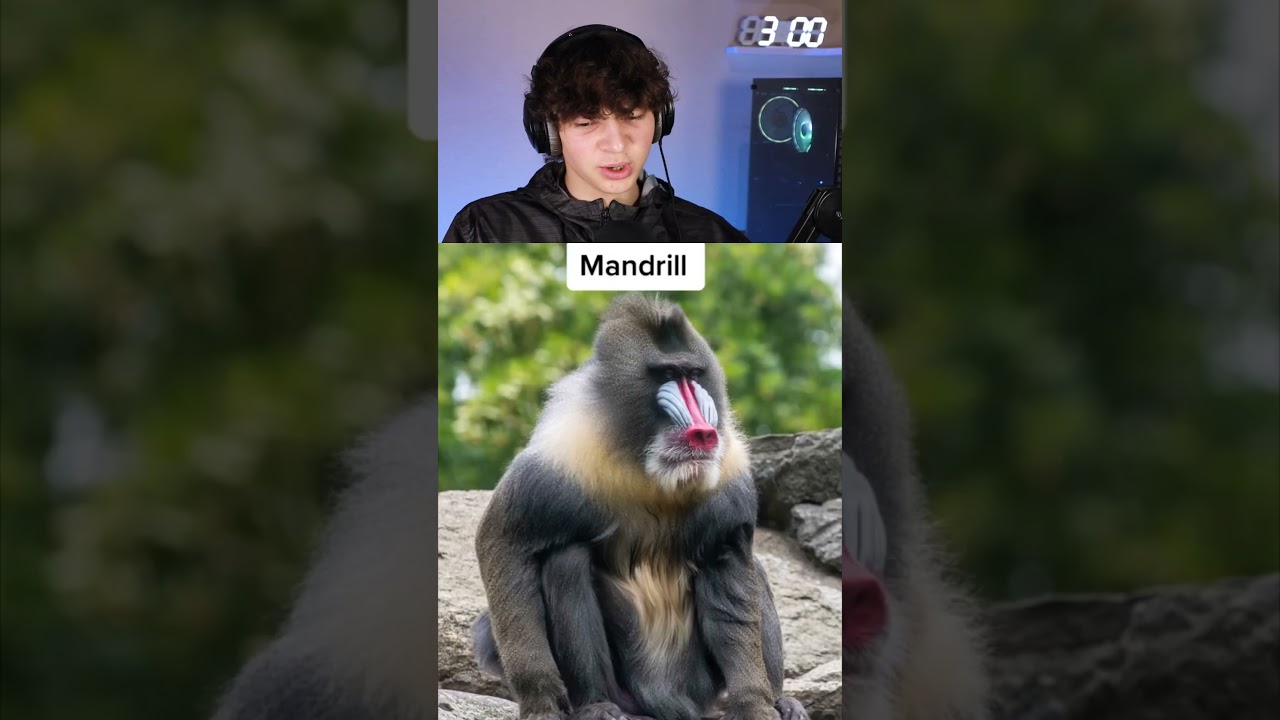 Animals with terrifying mouths… 