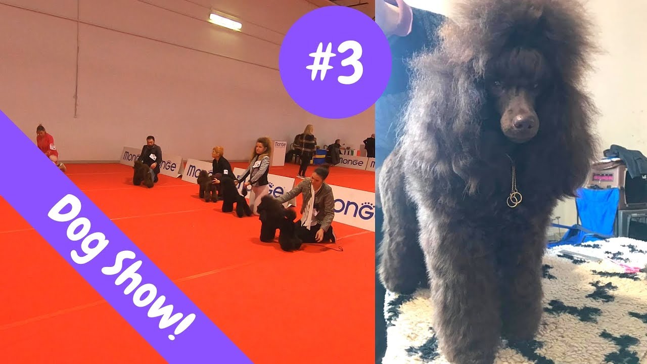 Dog Show! #3 | Genevieve Delatour Asia-M di Casa Heidi