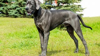 Great Dane Hip Dysplasia Prevention and Management