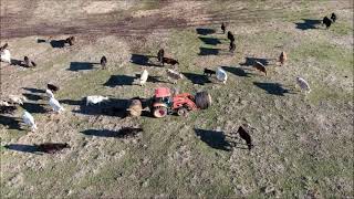 Feeding Cows With A Round Bale Unroller