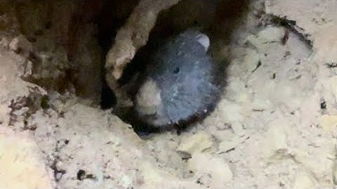 Cùng chị em đi vào sâu trong rừng già đào dúi rừng gạp 5 ổ liên tiếp |Rừng núi Bắc Kạn