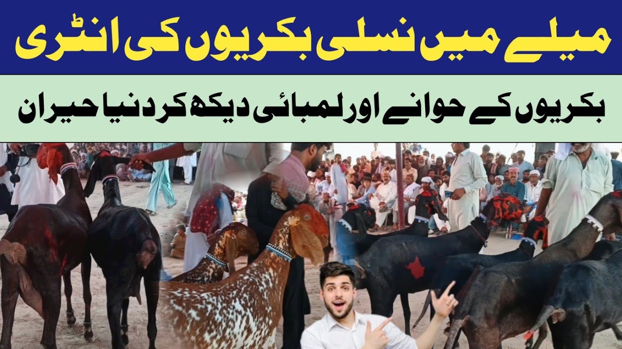 Konsi Bakri Best Hai? 🤔 Beetal vs Makhi Cheeni Goats 🐐🔥