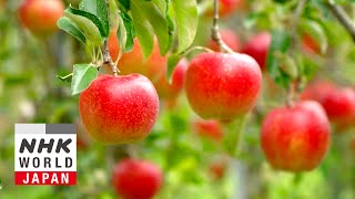 FRUITS OF JAPAN: Appealing Apples - Dig More Japan