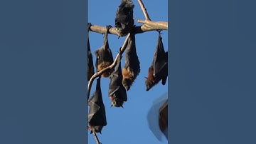 Deadly Viruses Found in Bats Living Next to Human Villages - Scientists Are Panicking #shorts