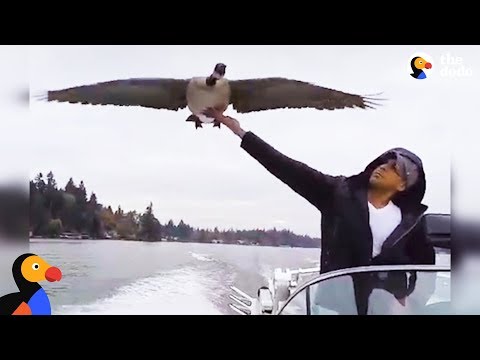 Goose Visits Man Who Rescued Her Every Day | The Dodo