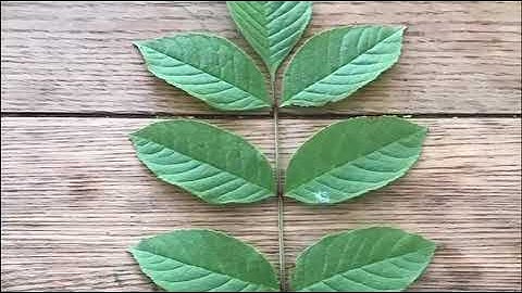 woodland trust tree identification app