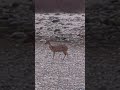 Spotted Deer @Dhela Gate, Jim Corbett #junglesafari #jimcorbett #spotteddeer #shorts #youtubeshorts