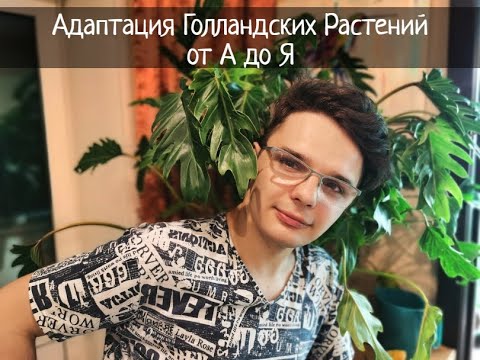 Адаптация Голландский Растений от А до Я / Раскрываю все свои секреты успеха.