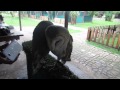 Barn Owls Dancing to Robin Thicke's "Blurred Lines"