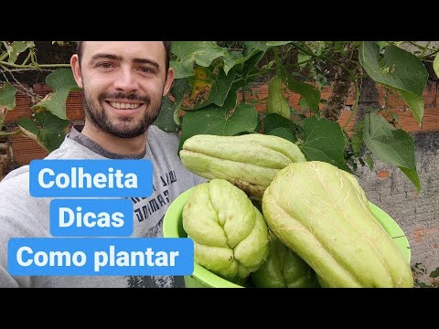 Vídeo: Plantar e cuidar da lyatrix ao ar livre