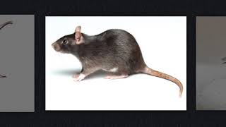 Getting rid of kitchen pests before calling pest control services