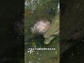 動物の不可解な死亡事例の鑑定