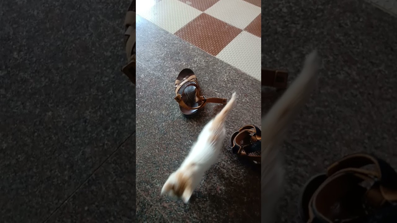 cat playing with slippers 😂 