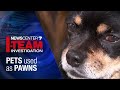 I-TEAM: Pets used as pawns in domestic violence | WHIO-TV