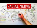 Facial nerve  origin function pathway  branches  anatomy tutorial