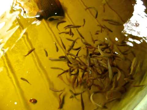 Rainbow Trout and Brook Trout in Aquaponics - YouTube