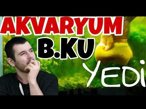 Video: Akvaryum yosunu: çeşitler ve en popüler çeşitler. Akvaryum yosunu nasıl yetiştirilir