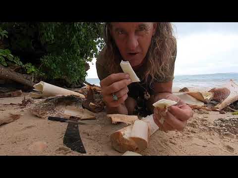 How to harvest coconut palm hearts