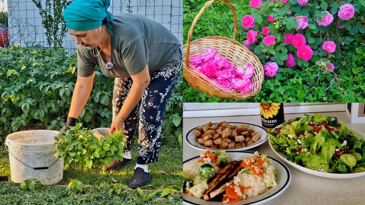 Danas kuham s oleum uljem | Ruže đulbešećerke i sadnja paprika u bašti🌹