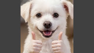 犬のチャッピー - YouTube
