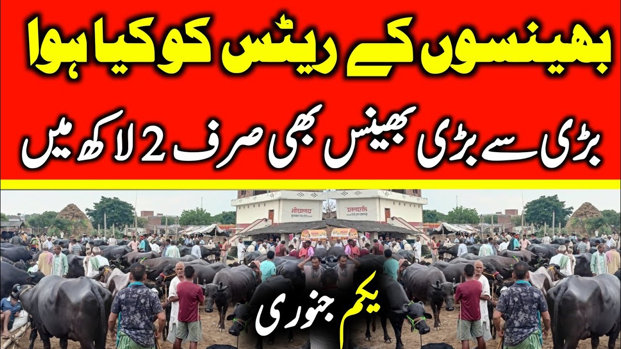Today Malumor Mandi Latest Update | Buffalo Fresh Rates Update 2025 | Buffalo Mandi 2025 !