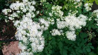 懐かしい映画音楽2時間