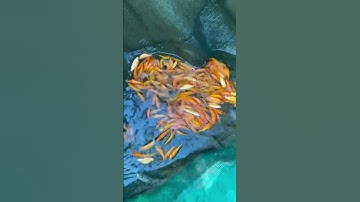 #trại_cá_giống_út_me #fishing #cá #cá_giống #mientay #fish #thủy_sản 0909 77 0509