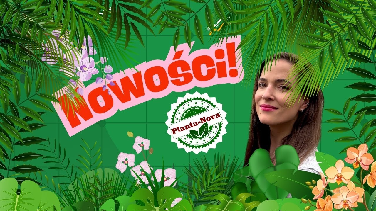 🚛Nowa dostawa w Plantce! Storczyki, Filki, Scindapsusy i nowa Homalomena Sumatra red!