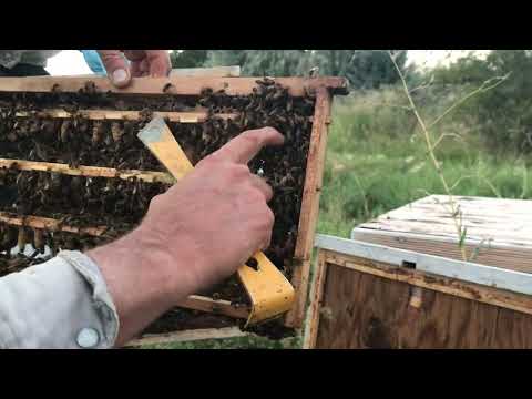 Queen Rearing Part 2 Grafting