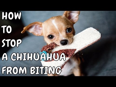 🔆🔆🔆how-to-stop-a-chihuahua-from-biting-❤-how-to-stop-a-dog-from-chewing---free-mini-course🔆🔆🔆