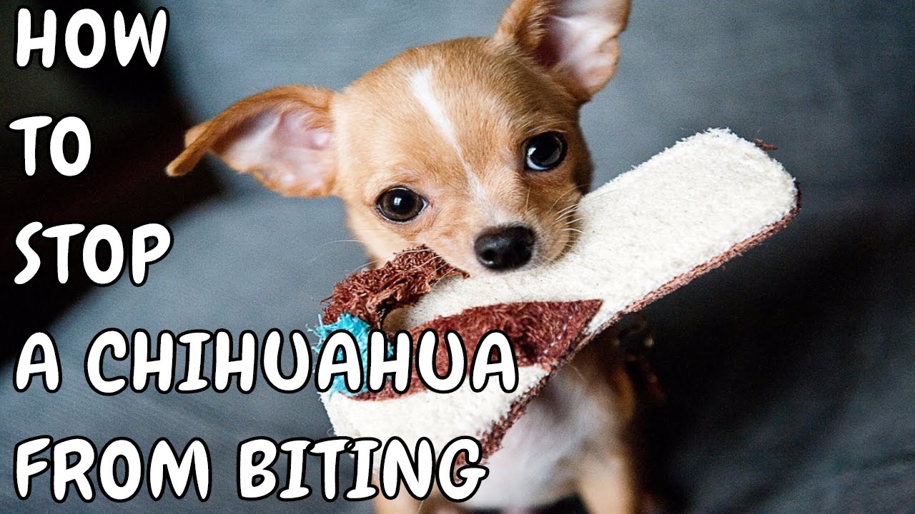 ������������������How to Stop a Chihuahua from Biting How to Stop a Dog from Chewing - FREE Mini Course������������������