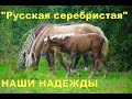 Частица Тайны во всех лошадях проекта "Русская серебристая".