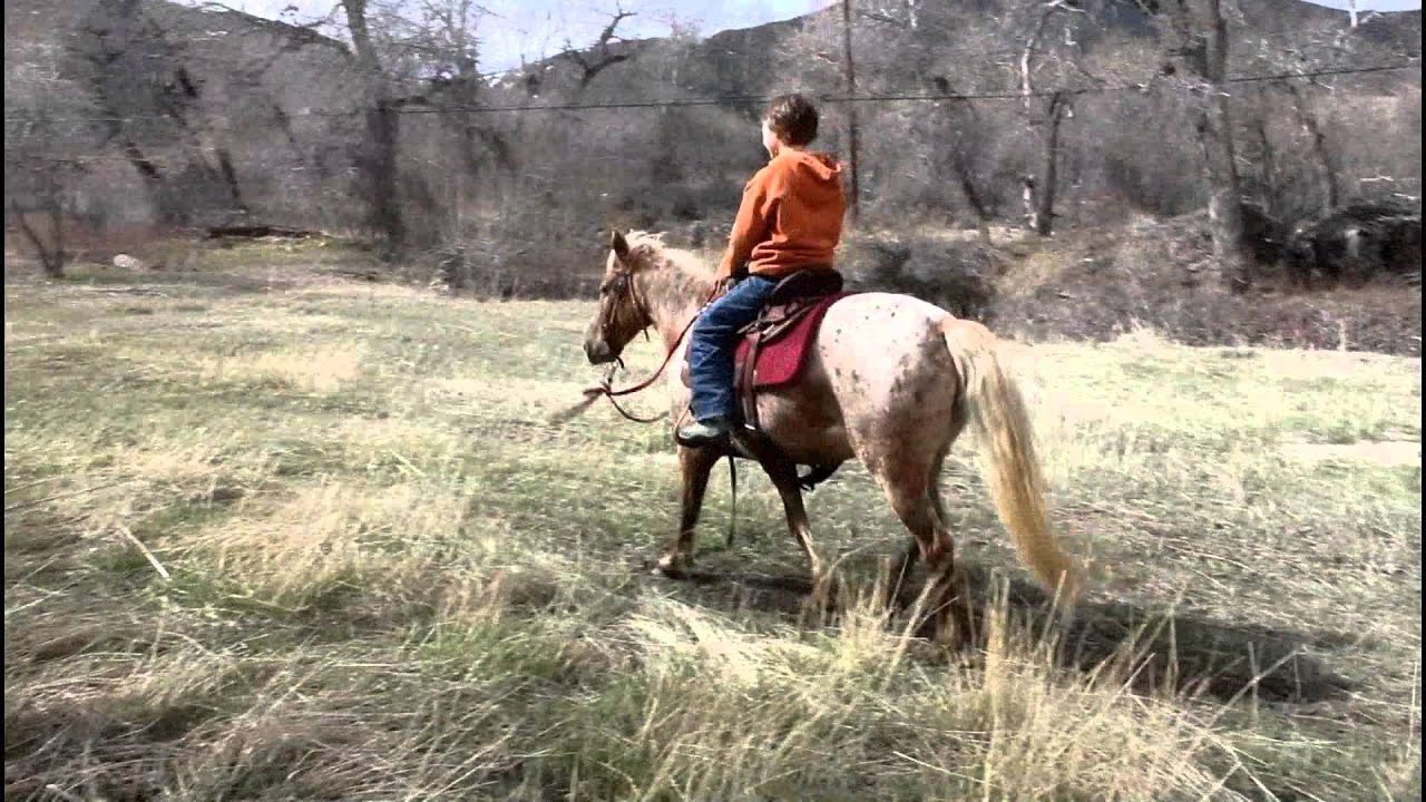 *Sold Strawberry200311.3HHVery Broke Pony MONTANA YouTube